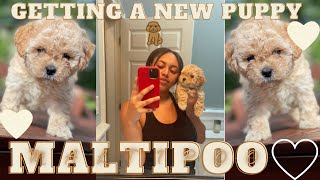 VLOG: GETTING A MALTIPOO PUPPY AT 8 WEEKS+ I GOT SCAMMED? + MINI PUPPY HAUL+ VET TRIP