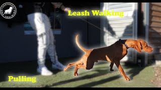 Pulling Like A Train !! Lead Walking Vizsla by Southend Dog Training 4,510 views 1 month ago 6 minutes, 4 seconds