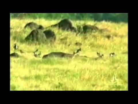 Minneriya National Park