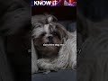 Are Dogs Dreaming About Their Everyday Adventures?