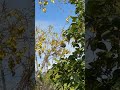Kowhai &amp; Tui