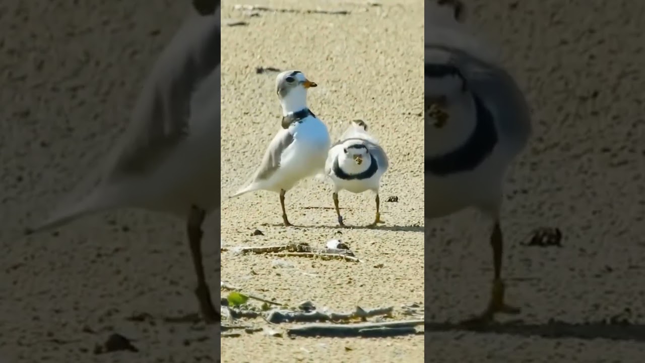 PIPING PLOVER (Charadrius melodus)