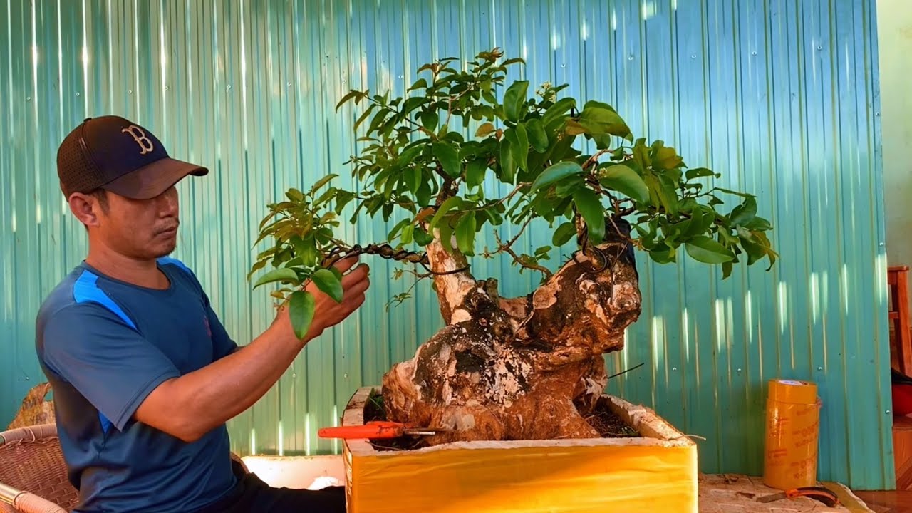 P2tập356/đang nhiều nụ hoa/uốn cây bằng lăng tím thái bonsai hoa đẹp 