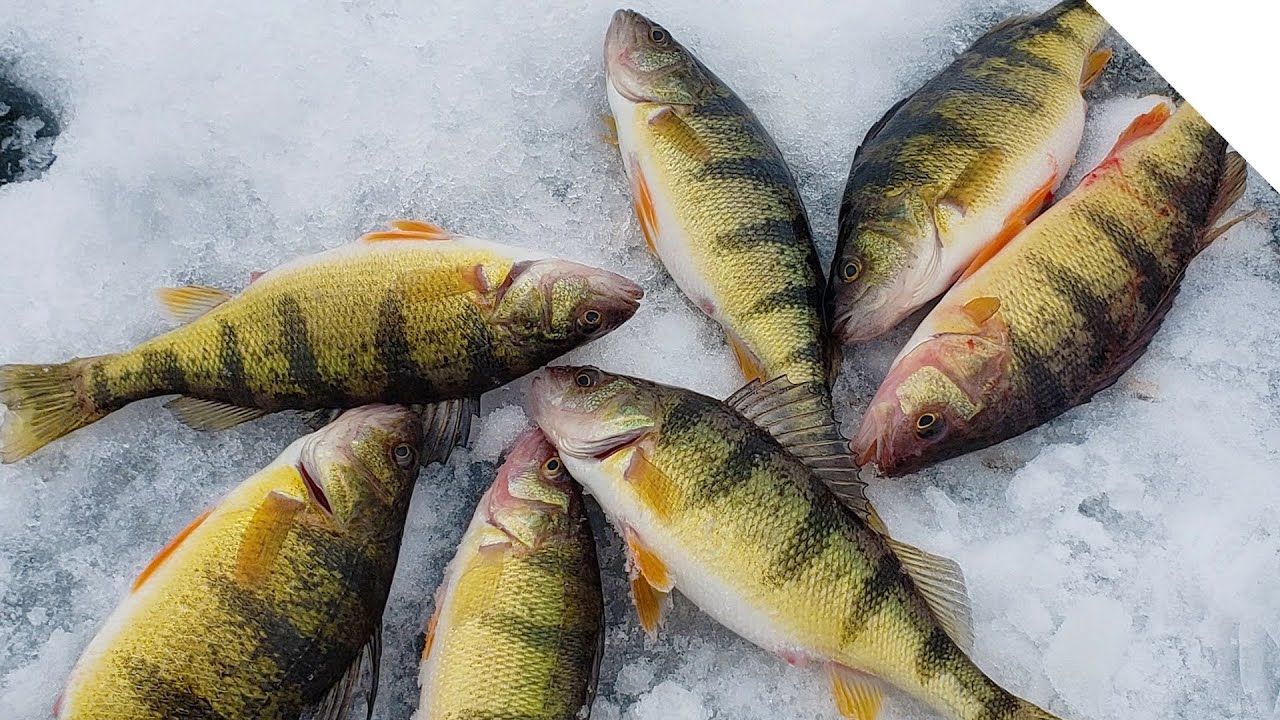 Ice Fishing for Perch on Sodus Bay, NY YouTube