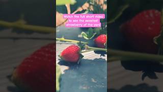 daddy helps the cutest strawberry picker find the sweetest of the strawberry in the yard #strawberry