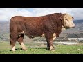 The best Hereford bulls in South Africa