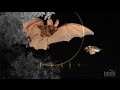 Bat-Moth Interactions Quiz