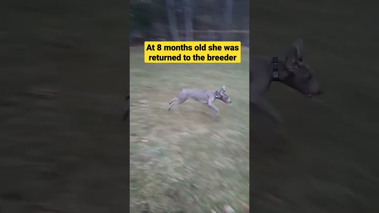 Rescued Weimaraner Runs for First Time