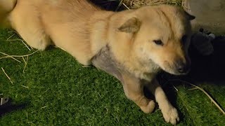 영토확장을 꿈꾸는 여우의 새끼강아지