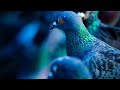 Relaxing pigeon noises  great sound for studying homework office work and sleeping