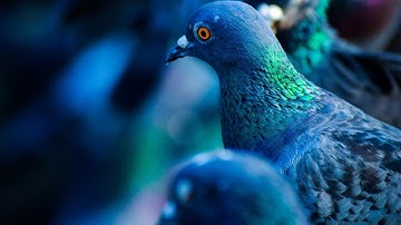 RELAXING PIGEON NOISES!  GREAT SOUND FOR STUDYING, HOMEWORK, OFFICE WORK AND SLEEPING