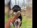 long coat gsd pupps top quality