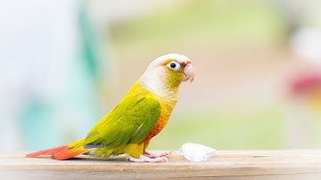 Hide and Seek with a Bird| Green Cheek Conure