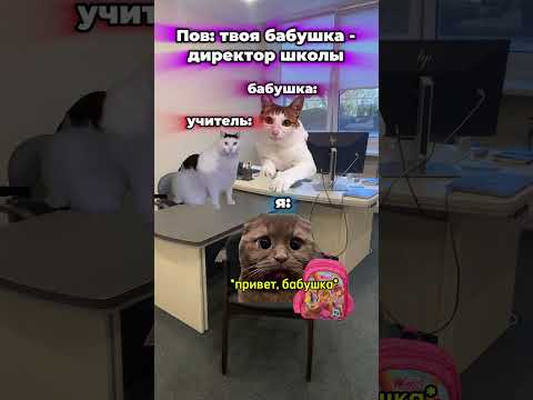 коты мем котымемы школа 