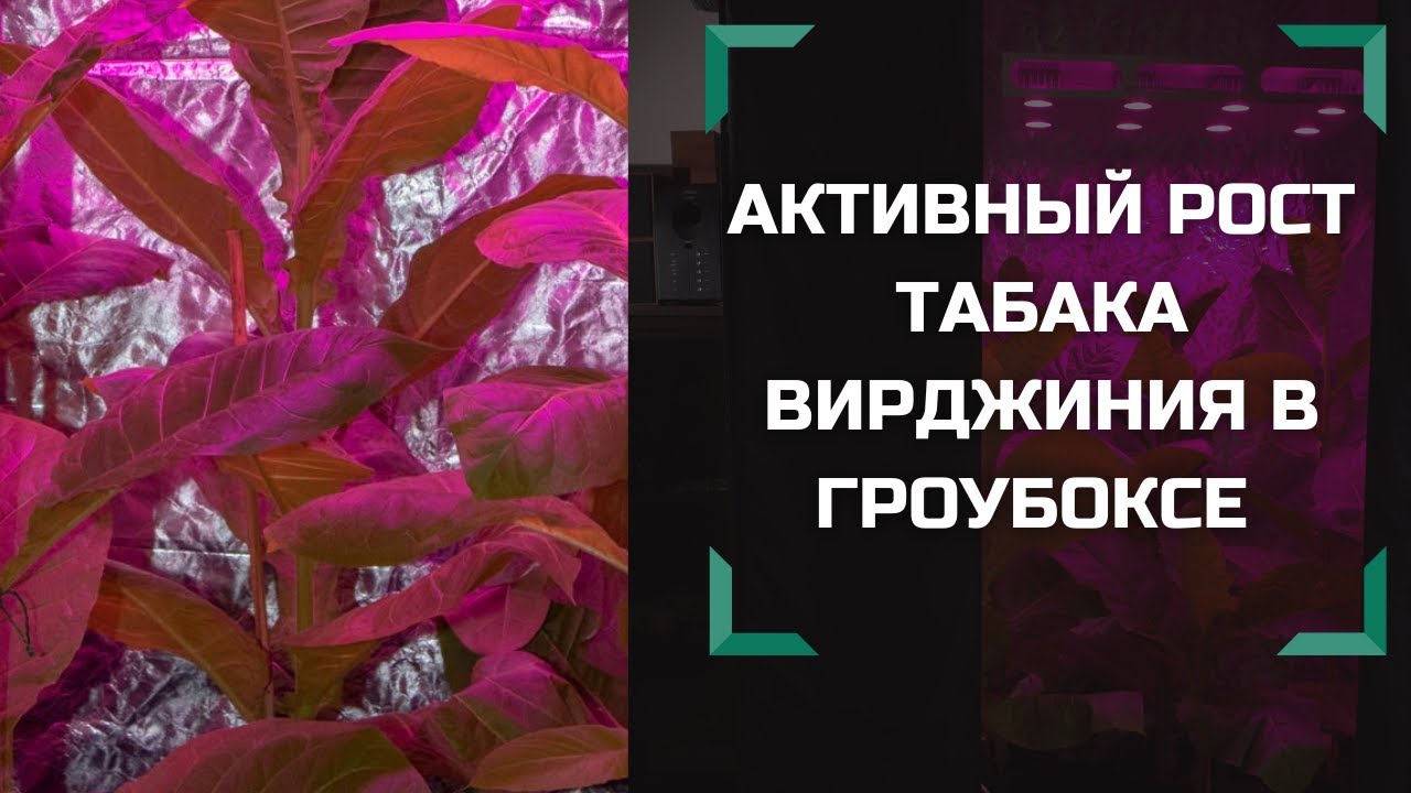 Активный рост табака Вирджиния в гроубоксе Джин под светильником Союз-6?