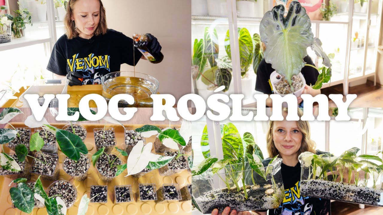 VLOG ROŚLINNY 🌱 / Aktualizacja cięcia alokazji Frydek / Efekty cięcia / Nowa roślina / Przesadzanie