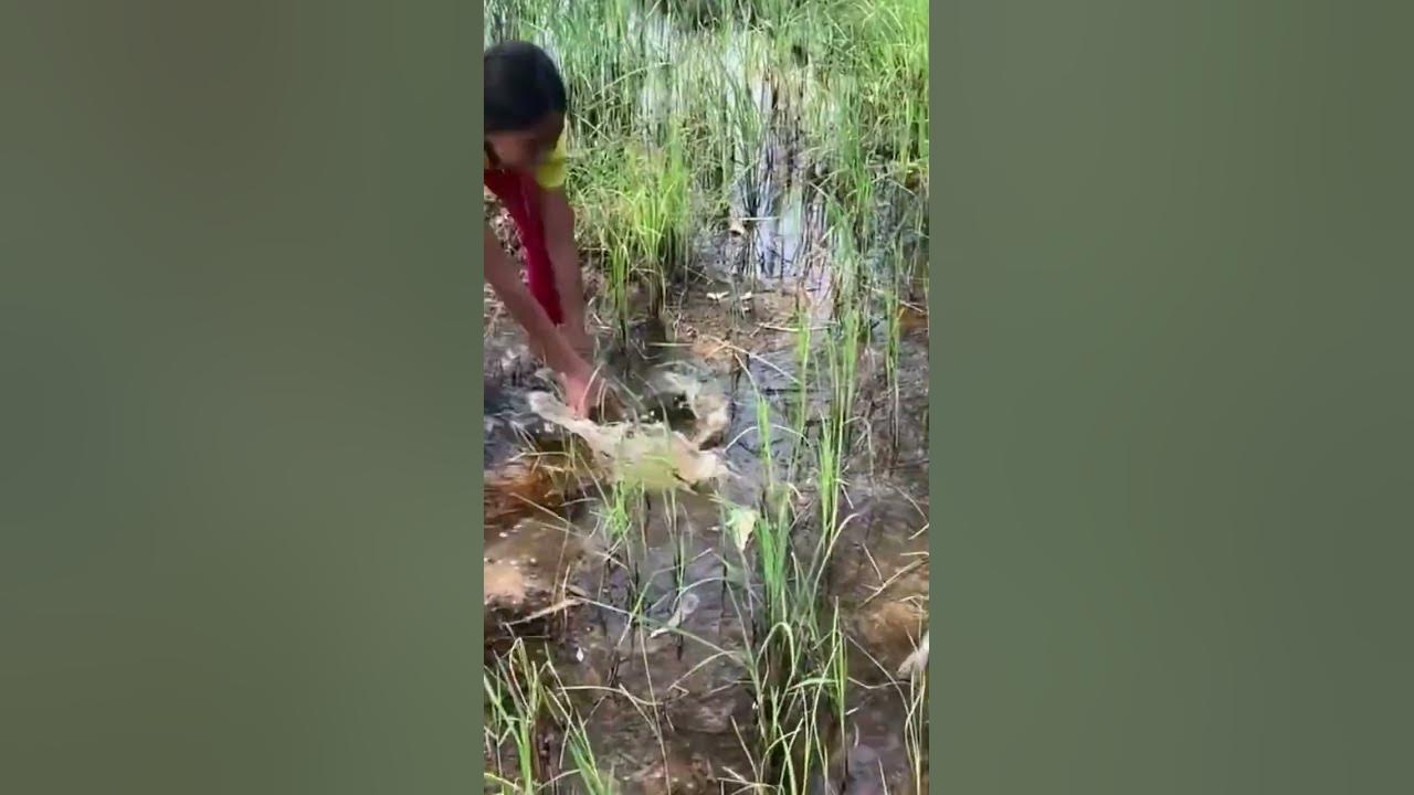 Found Duck Eggs & Big Fish in the Field shorts YouTube
