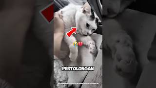 Perpisahan Cewek ini dengan Kucing Kesayangannya Bikin Banyak Orang Ikut Sedih💔😭