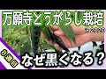 万願寺とうがらしが黒くなる原因は何？梅雨の時期に起こる問題を解説します