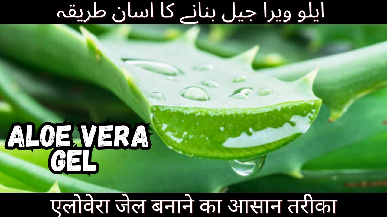 aloe vera gel for face aloe vera for hair growth aloe vera aloe vera ke fayde aloe vera