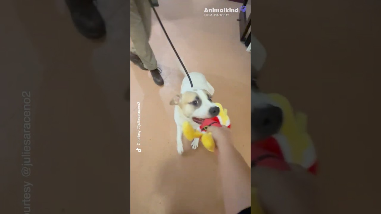 Shelter celebrates holidays by letting pups choose their own presents | Humankind 