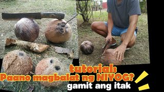 Paano Magbalat Ng Niyog?