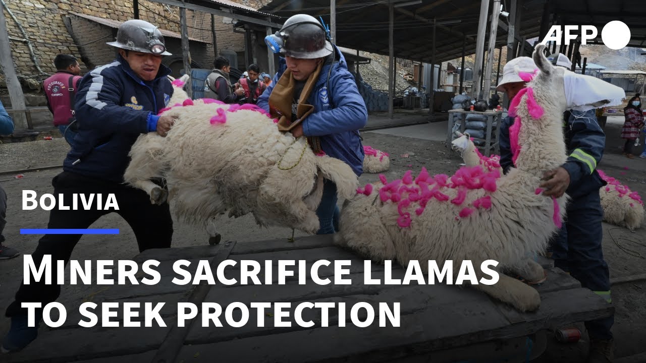 Bolivian miners sacrifice llamas to seek protection from