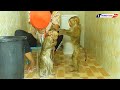 Amazing Animals, Adorable Baby Monkey KAKO & Luna Stand Taking Bath