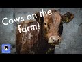 Farming life S2E46- New Arrival on the farm!! COWS!