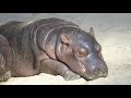 Our Baby Hippo Gets a Name!