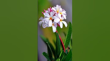 القرآن الكريم/بصوت الحاج عامر الكاظمي//اللهم صلى وسلم على سيدنا محمد