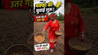 मम्मी ने पूरे खेत में ऐसे बोया मक्का 🌽 | Village Farming Vlog | Himachal Village Life