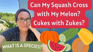 Can My Squash Cross With A Melon Cucurbit Crosspollination Demystified