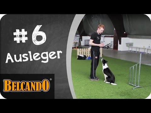 Video: Dog Agility Training: Ist es richtig für Ihr Haustier?