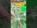 Egg plant flower growth #gardeningvideos #gardening #garden #gardeninglovers #gardenflowers