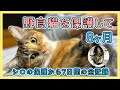 【野良猫シロとトラを保護して8ヶ月】シロの保護から7日間の奮闘記・猫のお陰で人生が変わりました