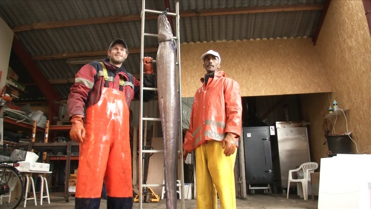 Fynsk fisker hev havuhyre ind