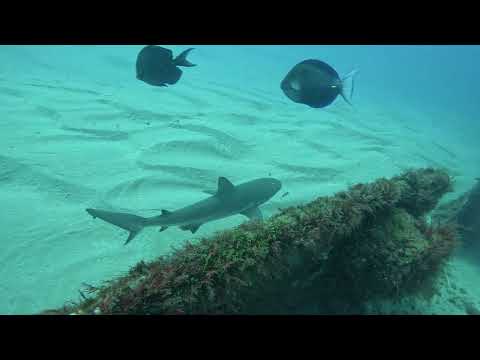 SHARK Encounter on the Ana Cecilia Wreck! 🦈 | West Palm Beach Diving
