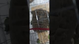 Ang tawag sa iyon sa bisaya o turtle sulhufaa sa aravic word