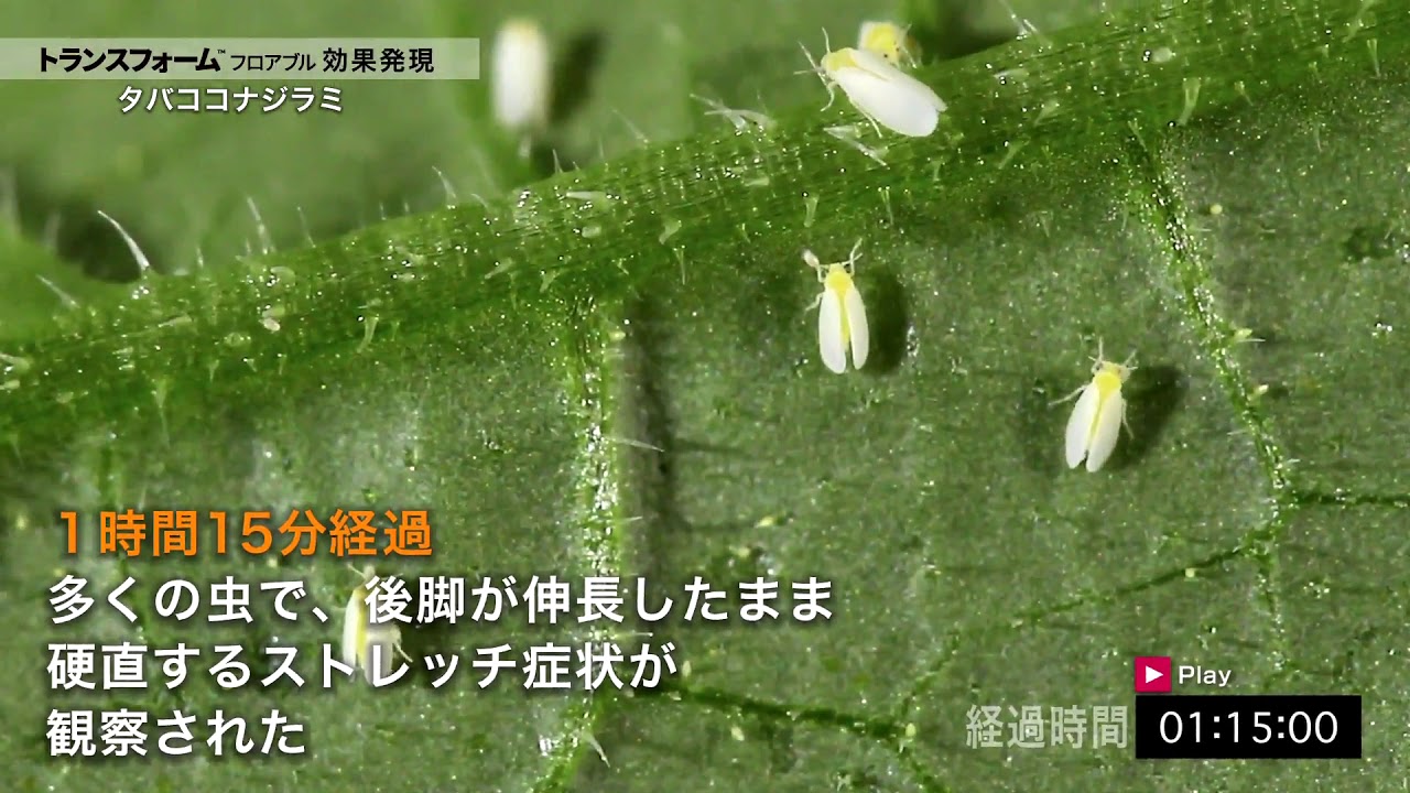 野菜 果樹用殺虫剤トランスフォーム フロアブル タバココナジラミ バイオタイプq成虫 直接散布での効果発現 Youtube