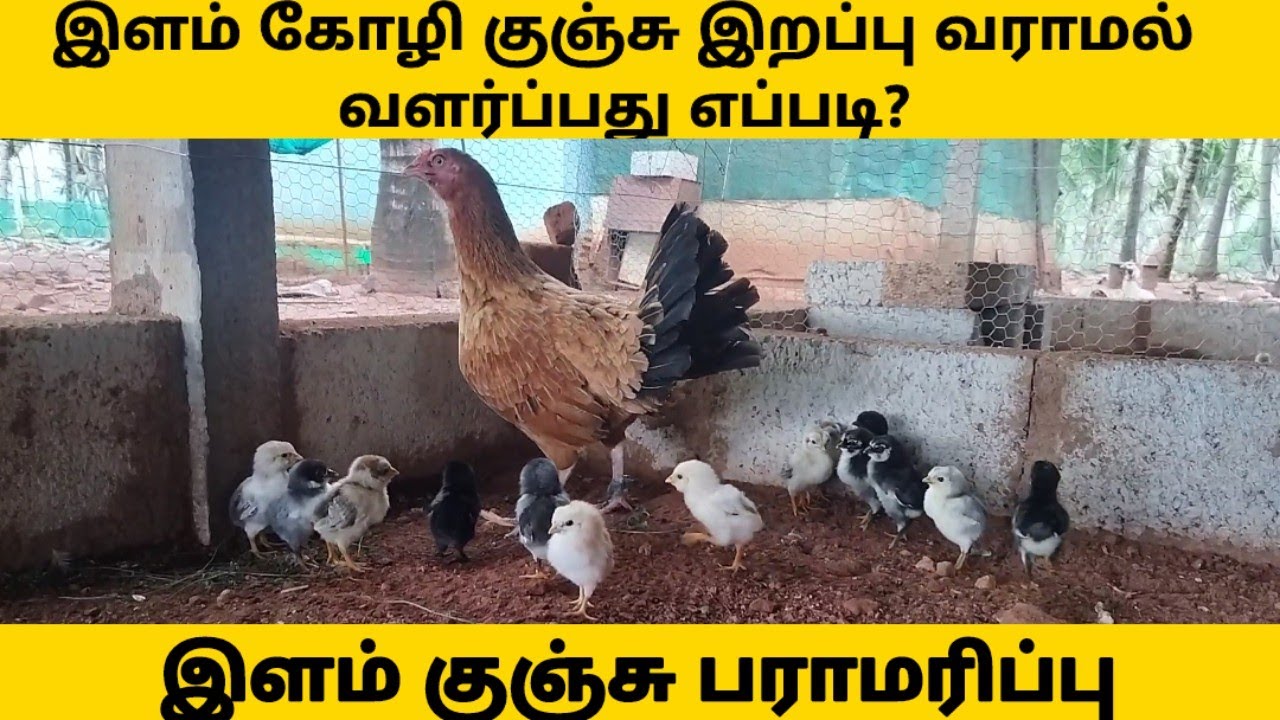 இளம் கோழி குஞ்சு இறப்பு வராமல் வளர்ப்பது எப்படி? இளம் குஞ்சு பராமரிப்பு