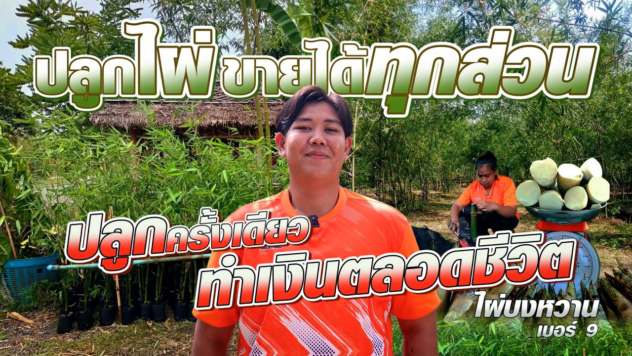 ปลูกไผ่ ขายได้ทุกส่วน ปลูกครั้งเดียวทำเงินตลอดชีวิต #เกษตรอารมณ์ดี