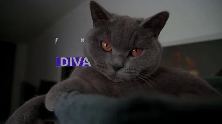 Watch the video about Maine coon Cat Hangin Around with Scotish Fold 4k HDR