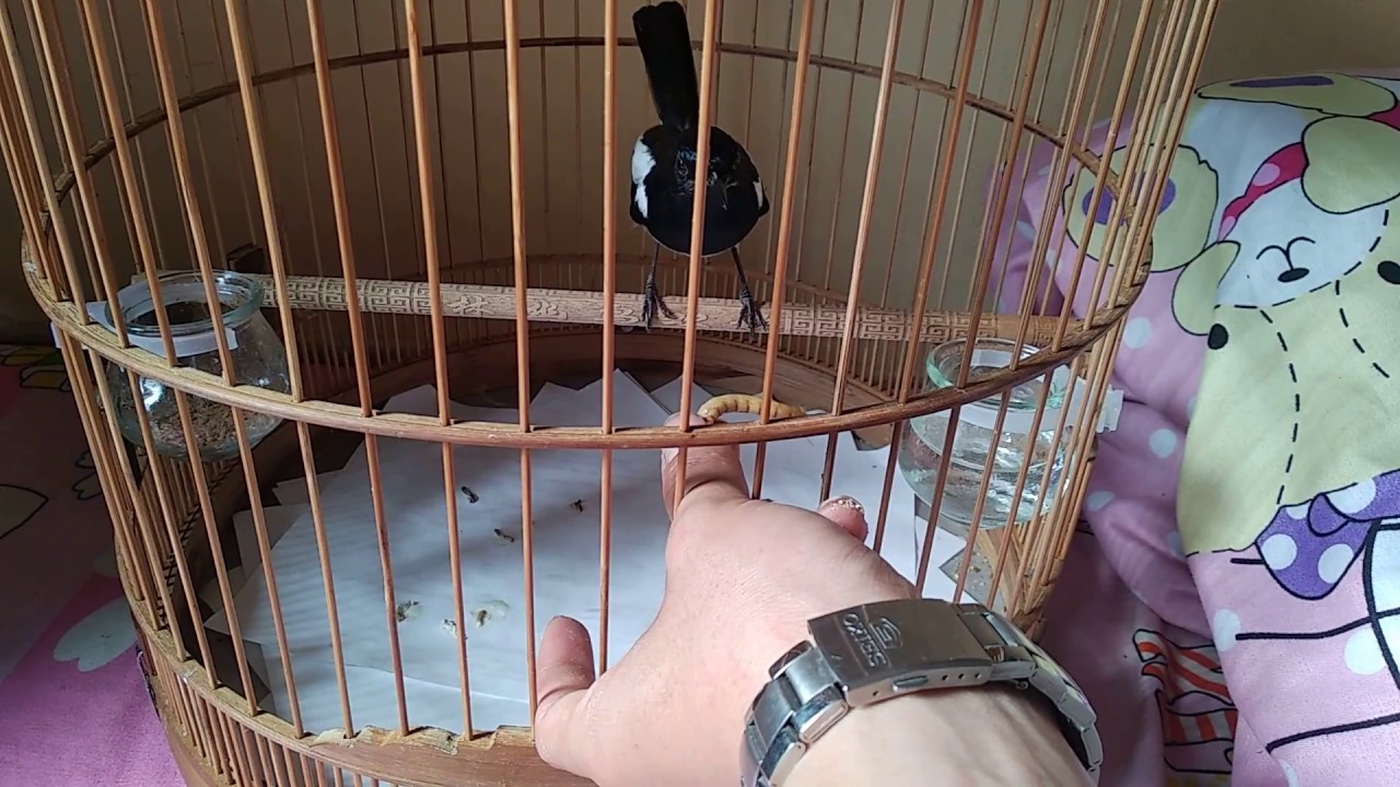 Cách thuần chim choè than nhanh nhất thế giới. Quên cách xích chân chim đi nhé!