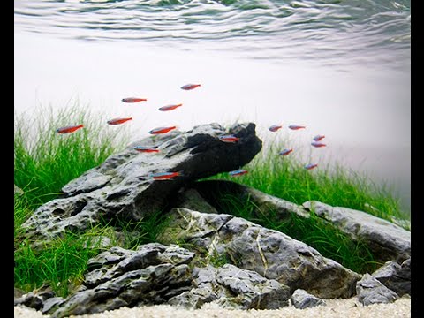 Video Ngưu Mao Chiên - Hướng dẫn làm bể thủy sinh - Aquarium... - youtube