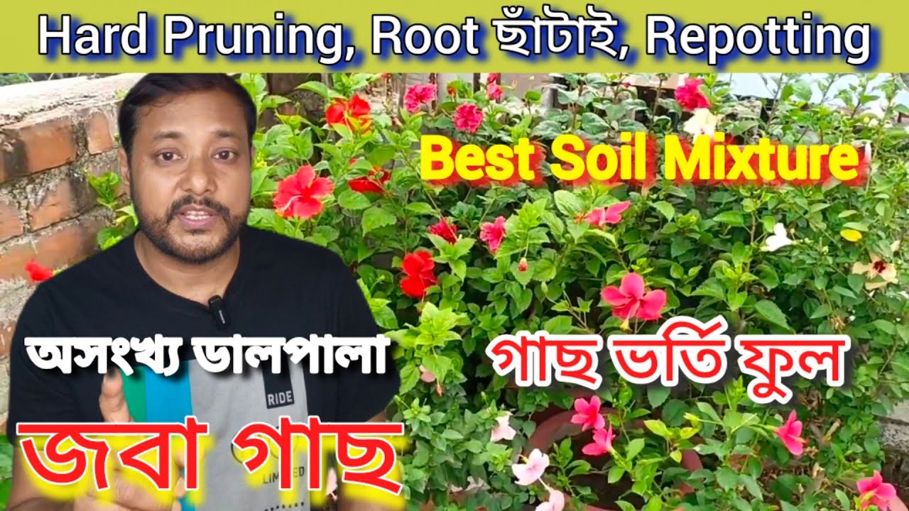 জবা গাছে অসংখ্য ডালপালা ও ফুল পেতে জরুরি পরিচর্যা/Spring season Care for Hibiscus Plant #Barun
