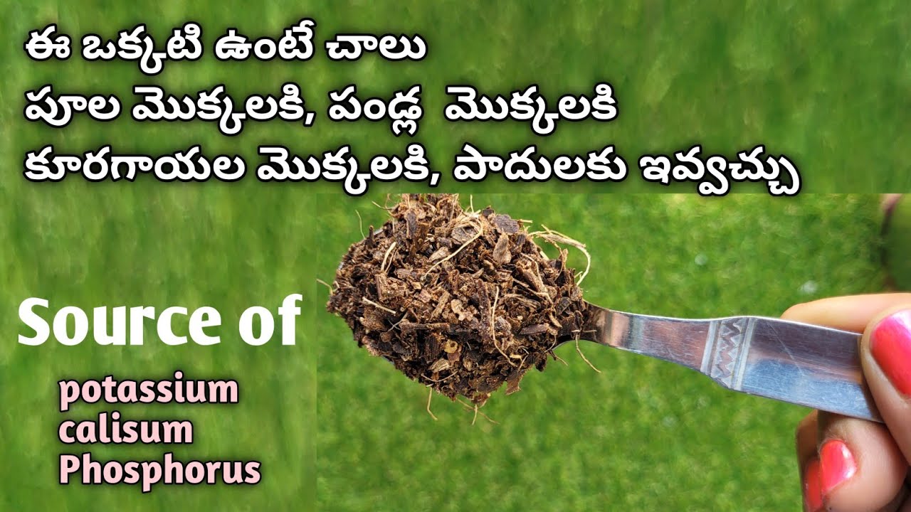 free fertilizer for any plants banana peel fertilizer అర‌టితొక్క‌ల