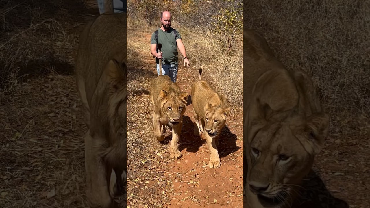 Plimbare cu leii in Mukuni Village | Safari Africa | Zambia Vlog | Animale salbatice