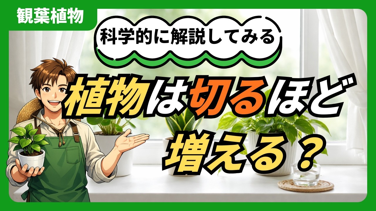 【劇的変化】切るだけでモリモリに！失敗しない剪定と摘心の極意 #観葉植物 #剪定 #ガーデニング #植物のある暮らし #園芸初心者