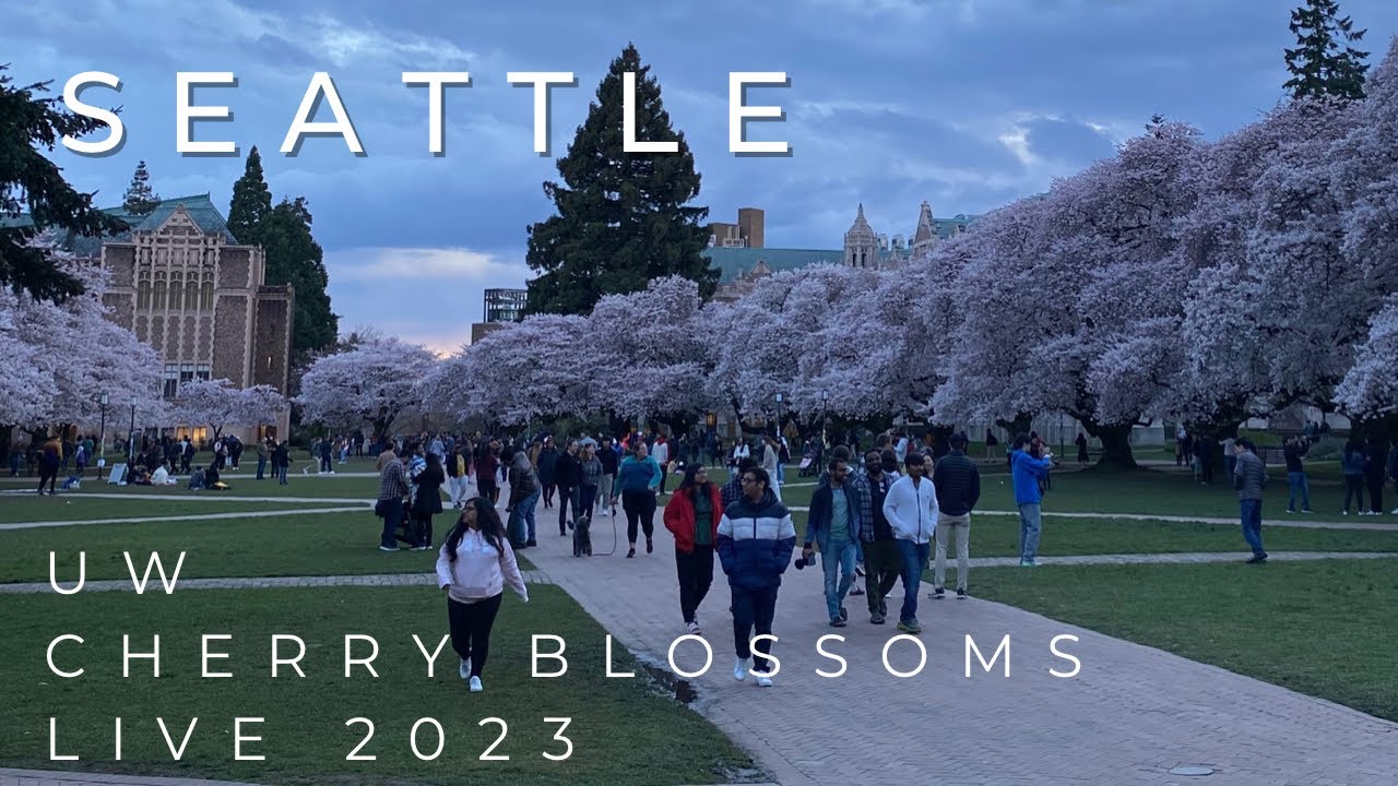 UW Cherry Blossoms 🌸 2023